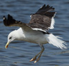 1cy fuscus in August, ringed in Finland. (81365 bytes)